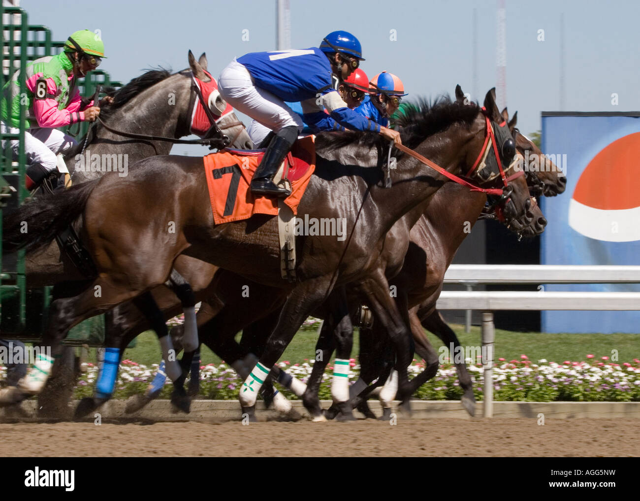Horse Racing Starting Gate High Resolution Stock Photography And Images Alamy Horse Racing Starting Gate High Resolution Stock Photography And Images Alamy