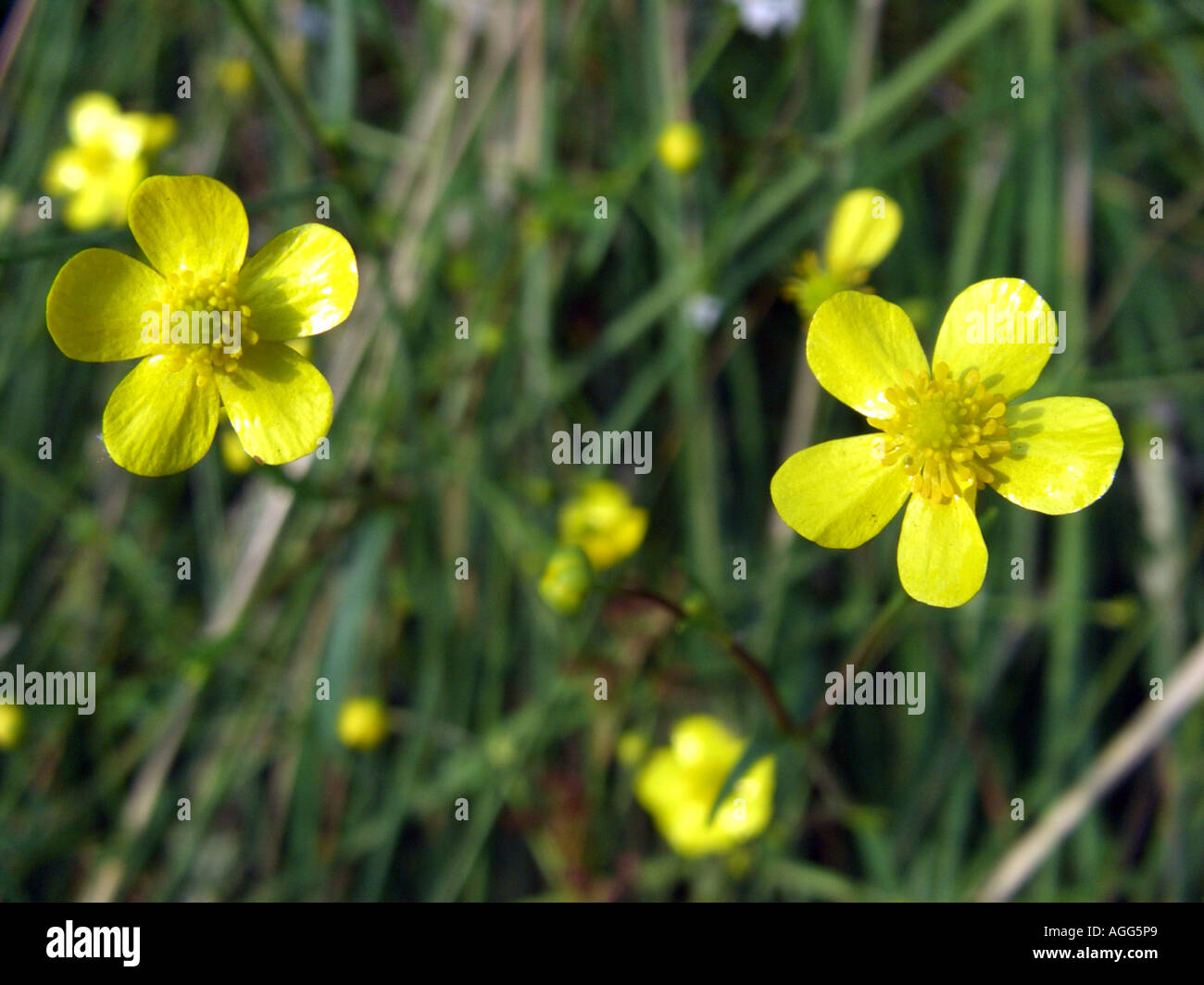 creeping buttercup, lesser spearwort (Ranunculus flammula), flowers in a marsh area Stock Photo