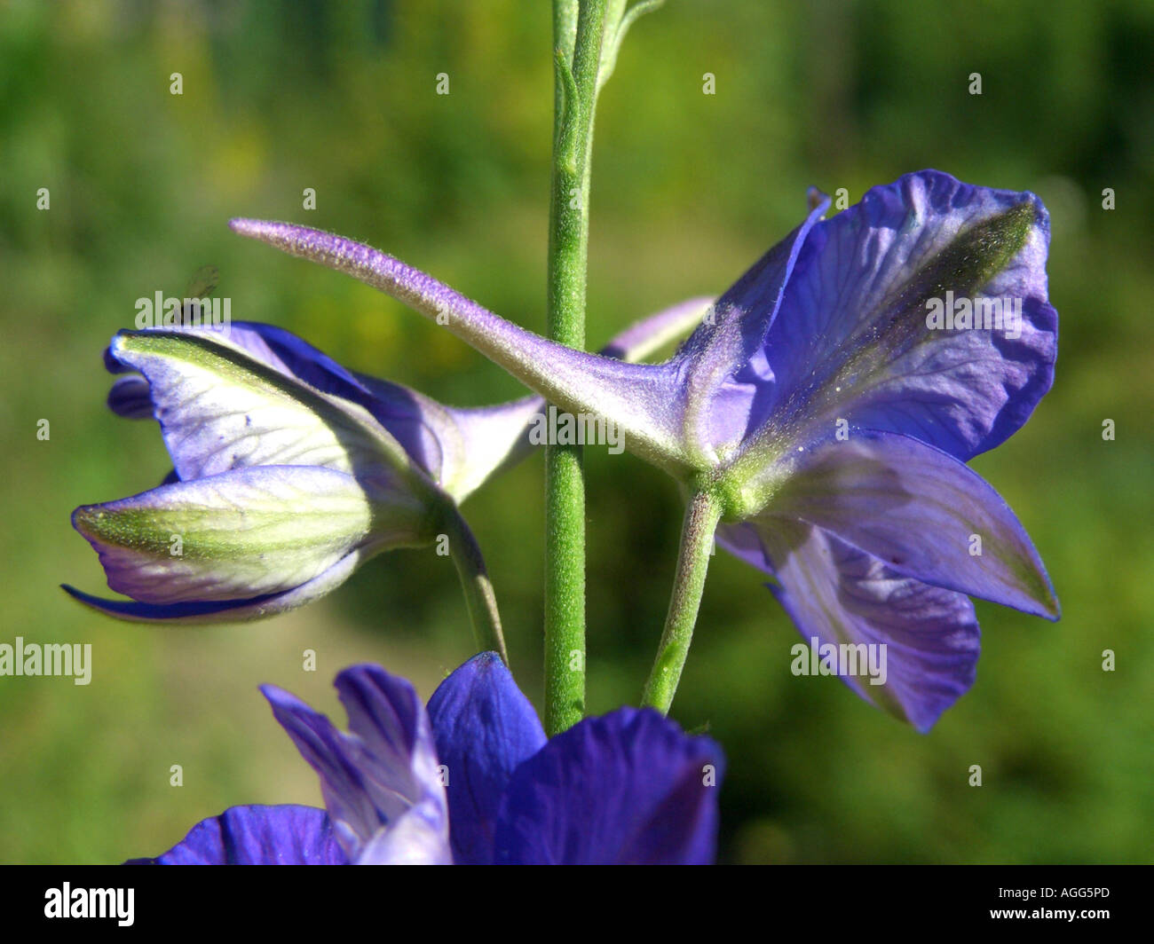 doubtful knight's-spur, Larkspur, Annual Delphinium (Consolida ajacis), flowers with spur Stock Photo