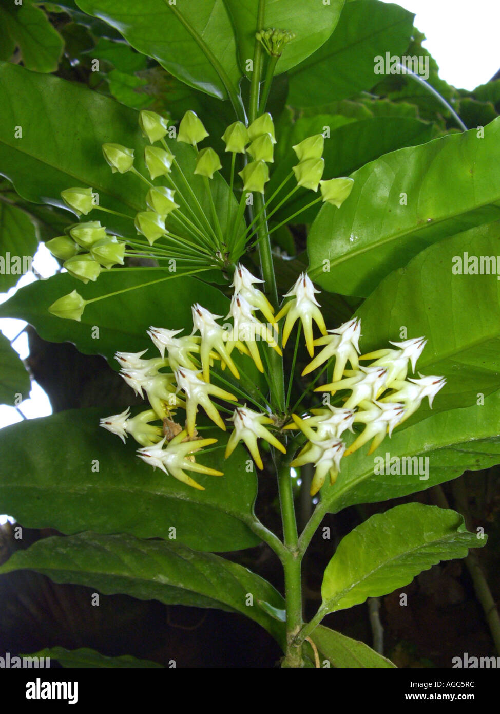 Shooting Star Hoya Hoya Multiflora High Resolution Stock Photography