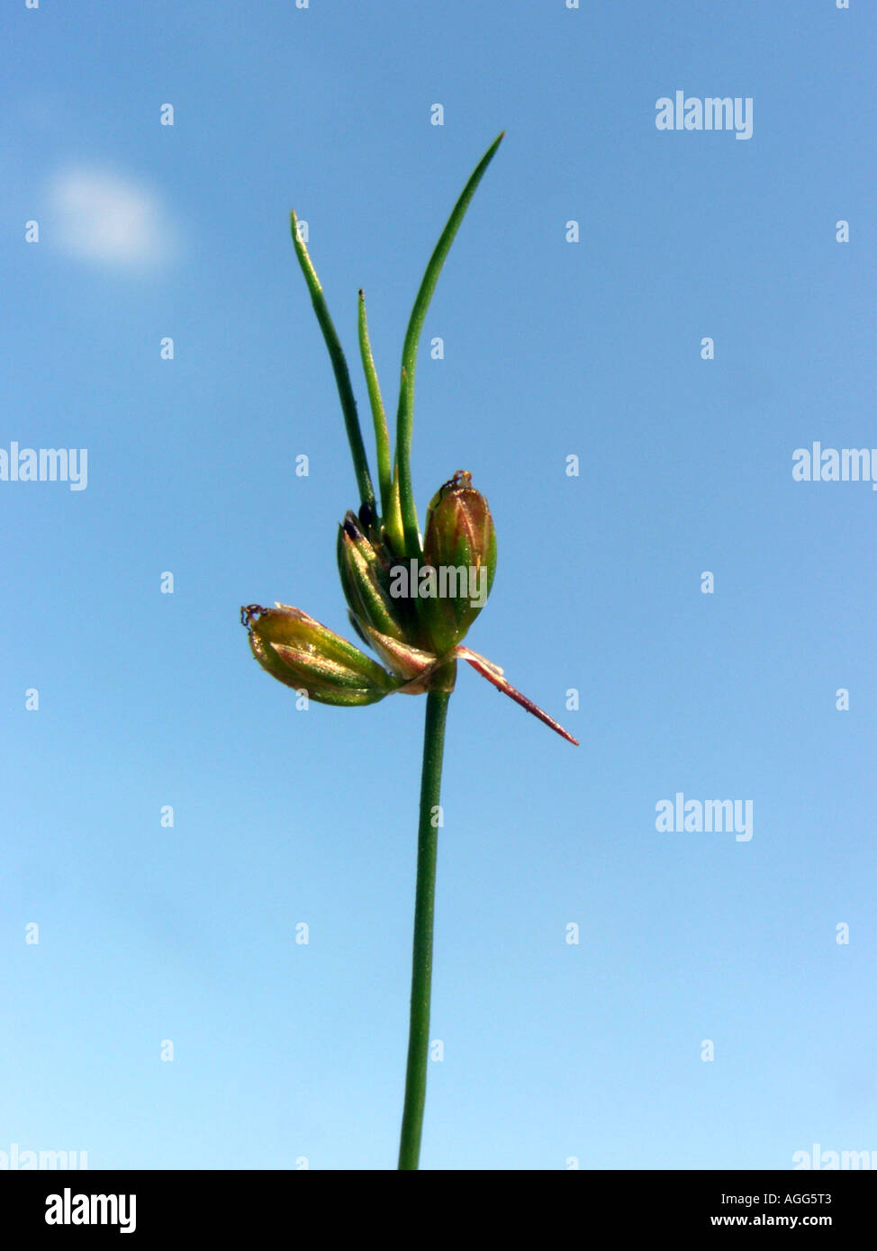 bulbous rush (Juncus bulbosus), inflorescence, against blue sky, pseudovivipary Stock Photo
