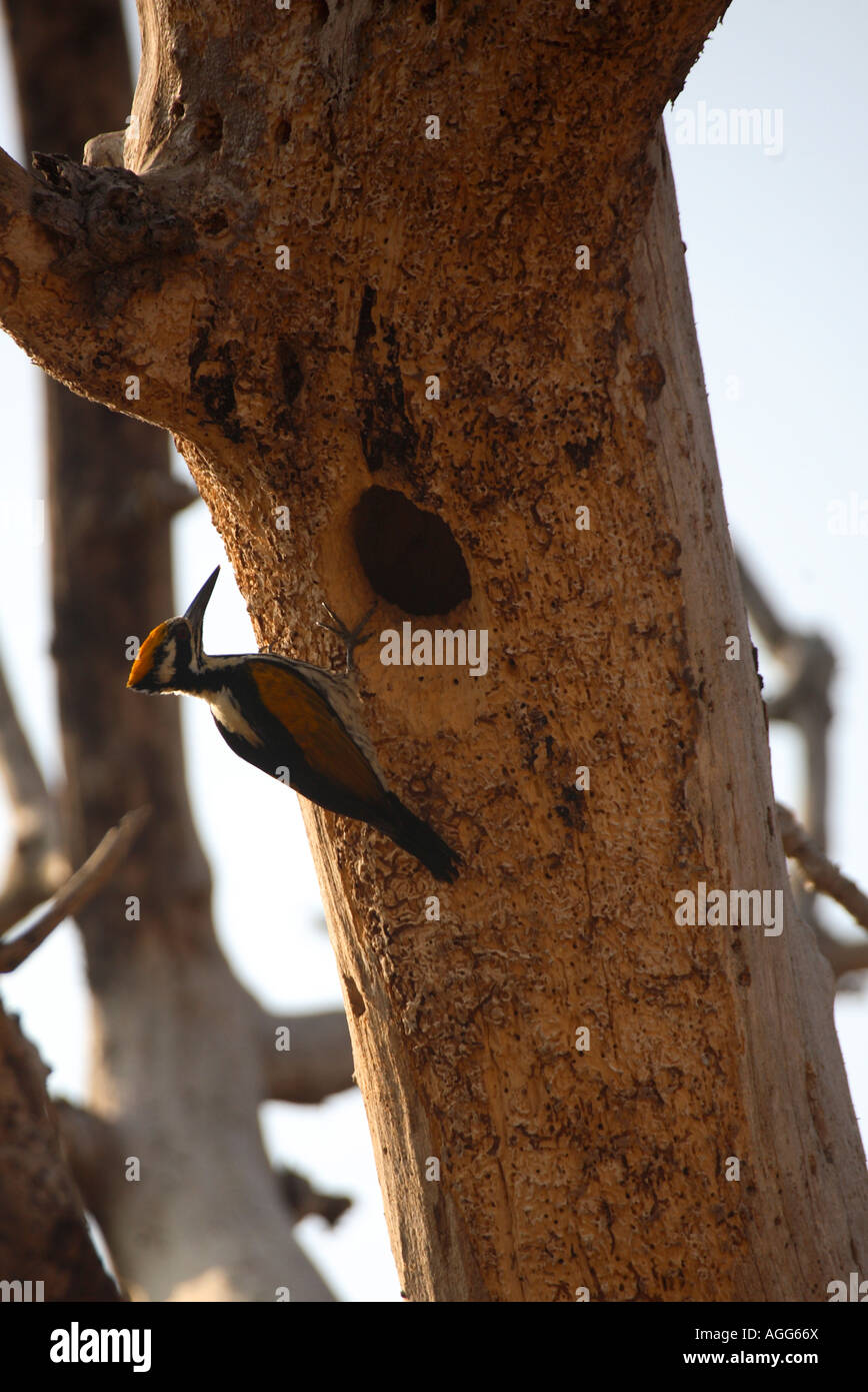 woodpecker at nest flameback woodpecker India Stock Photo Alamy