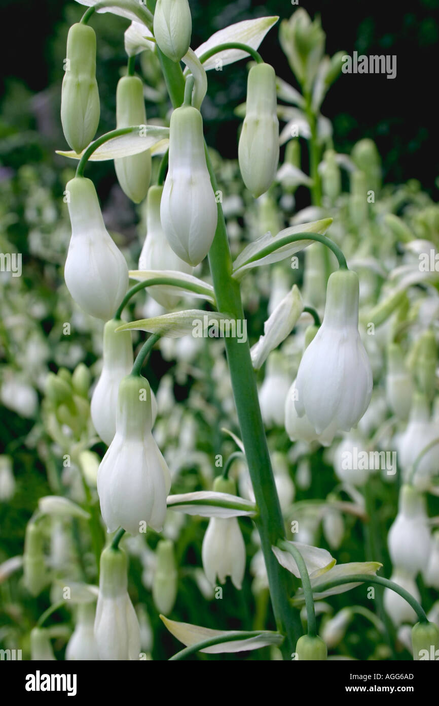 Summer flowering bulb Galtonia candicans or Cape Hyacinth Summer Hyacinth or Spire Lily Flowers are white and fragrant Stock Photo