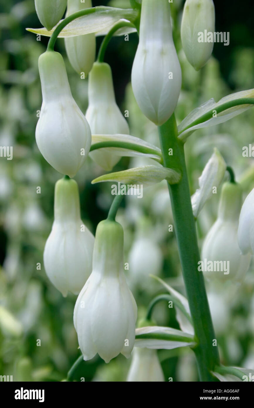 Summer flowering bulb Galtonia candicans or Cape Hyacinth Summer Hyacinth or Spire Lily Flowers are white and fragrant Stock Photo