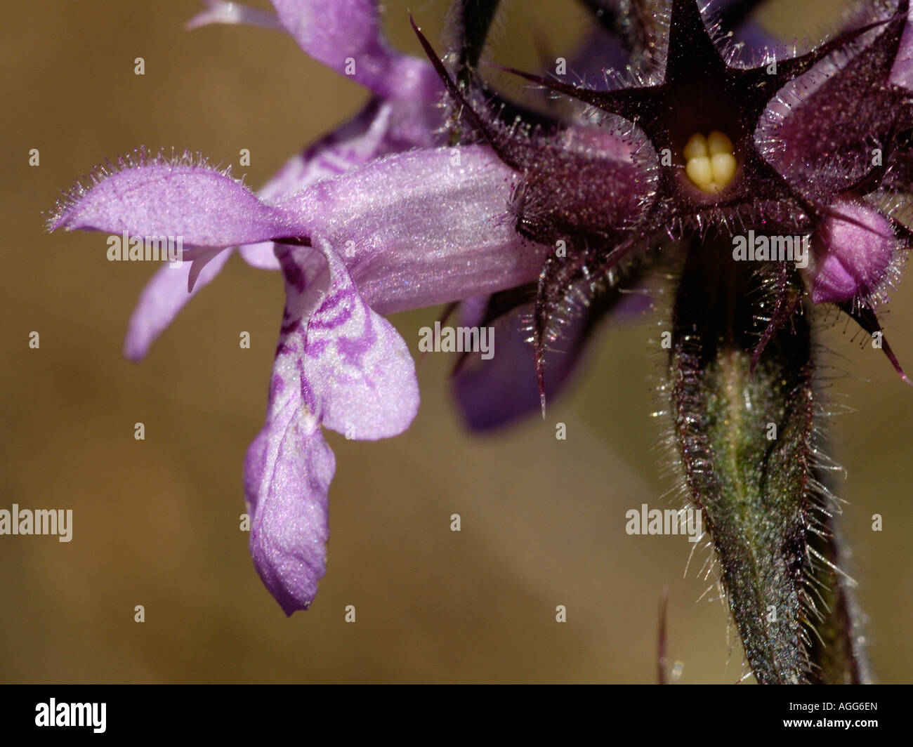 Marsh Woundwort, stachys palustris Stock Photo