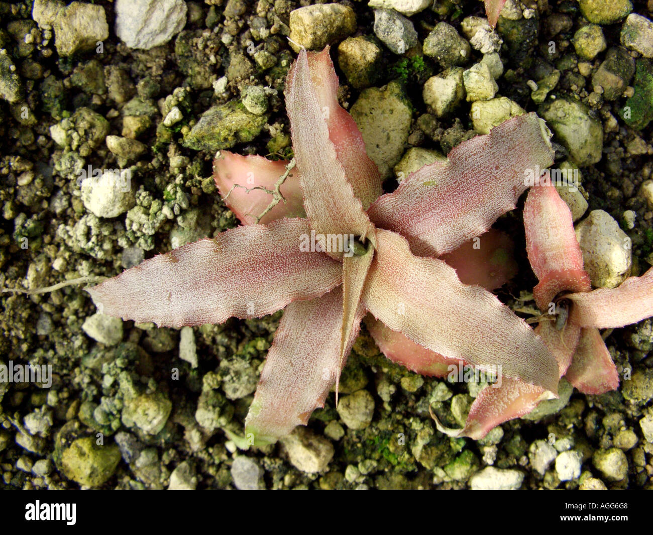 Cryptanthus acaulis (Cryptanthus acaulis), top view Stock Photo