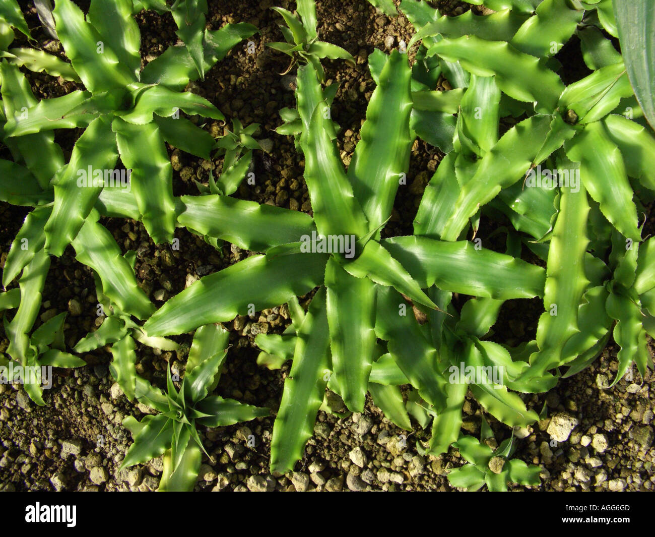 Cryptanthus diversifolius (Cryptanthus diversifolius), top view Stock Photo