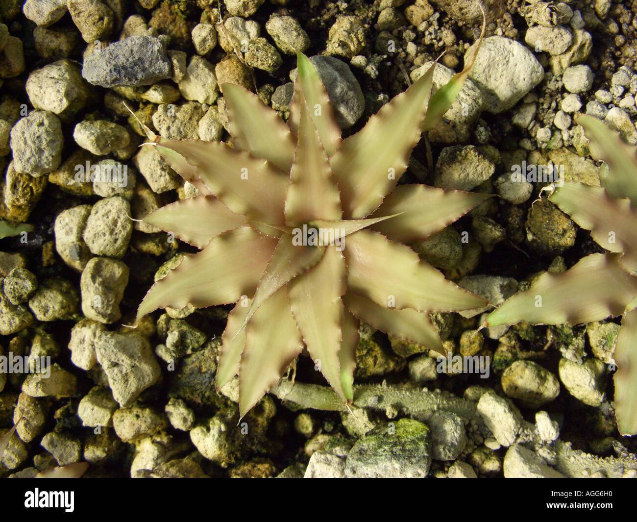 Cryptanthus praetextus (Cryptanthus praetextus), top view Stock Photo