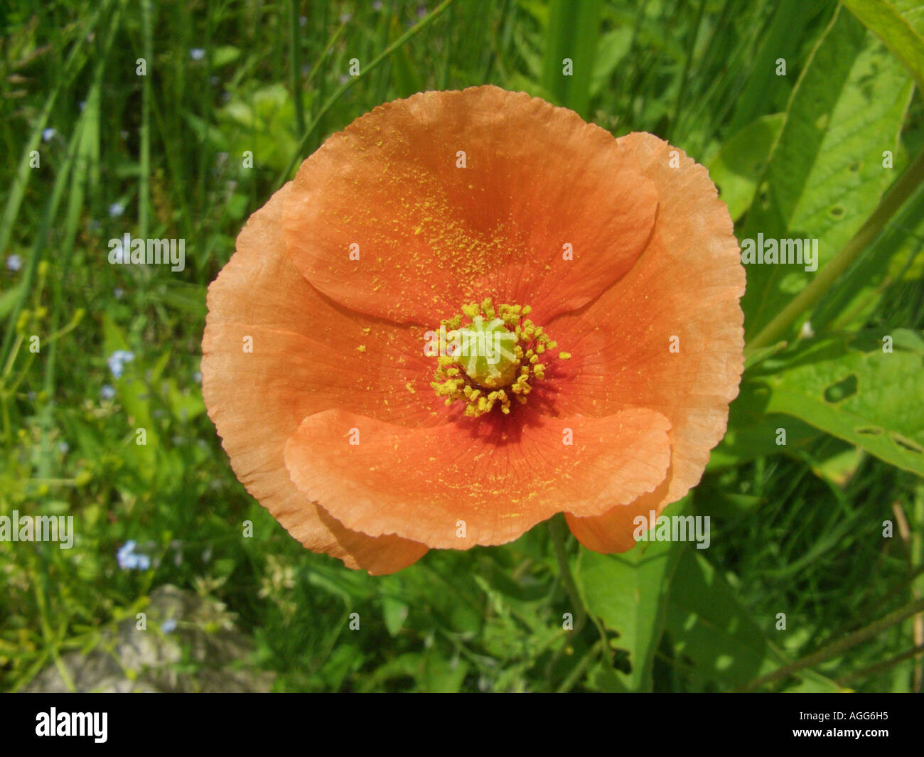 Long headed poppies seed hi-res stock photography and images - Alamy