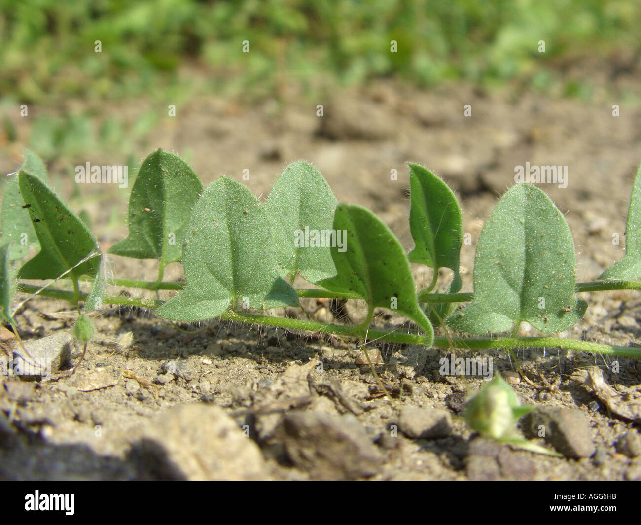 sharp-leaved fluellin, sharppoint fluellin, sharp-point toadflax (Kickxia elatine), creeping sprout Stock Photo
