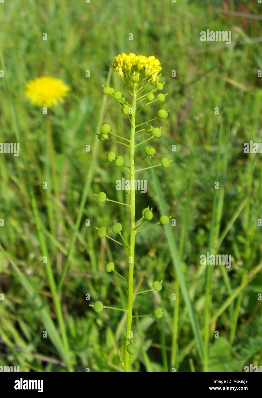 common ball-mustard (Neslia paniculata), inflorescence Stock Photo
