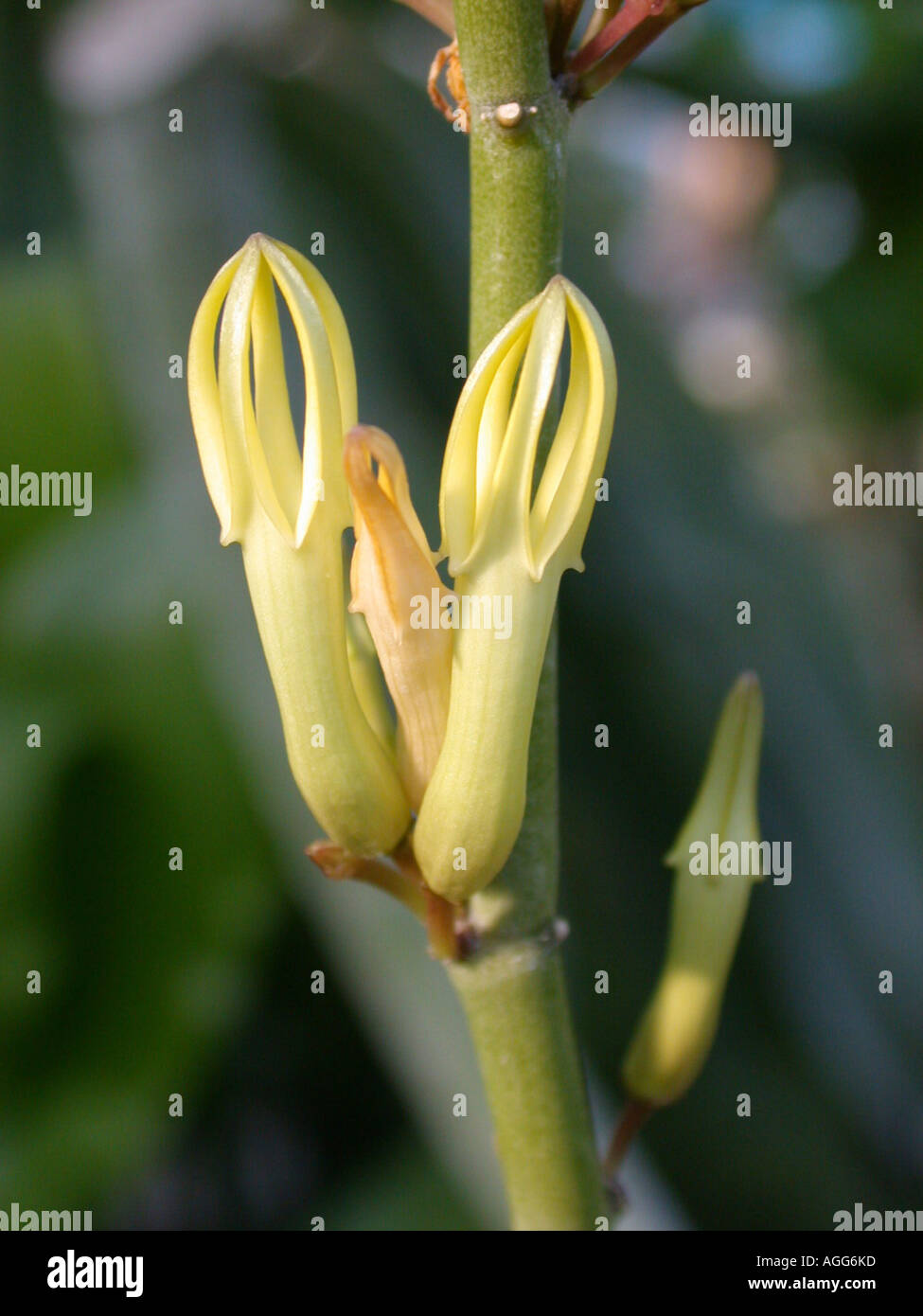 Ceropegia dichotoma (Ceropegia dichotoma), endemic on the Canary Islands, flowers Stock Photo