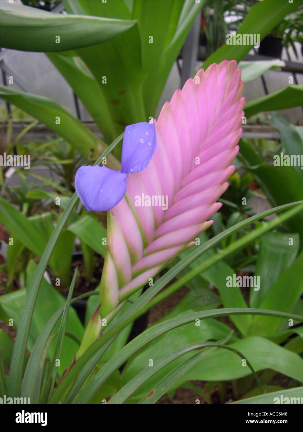Pink Quill (Tillandsia cyanea), inflorescence with one flower Stock