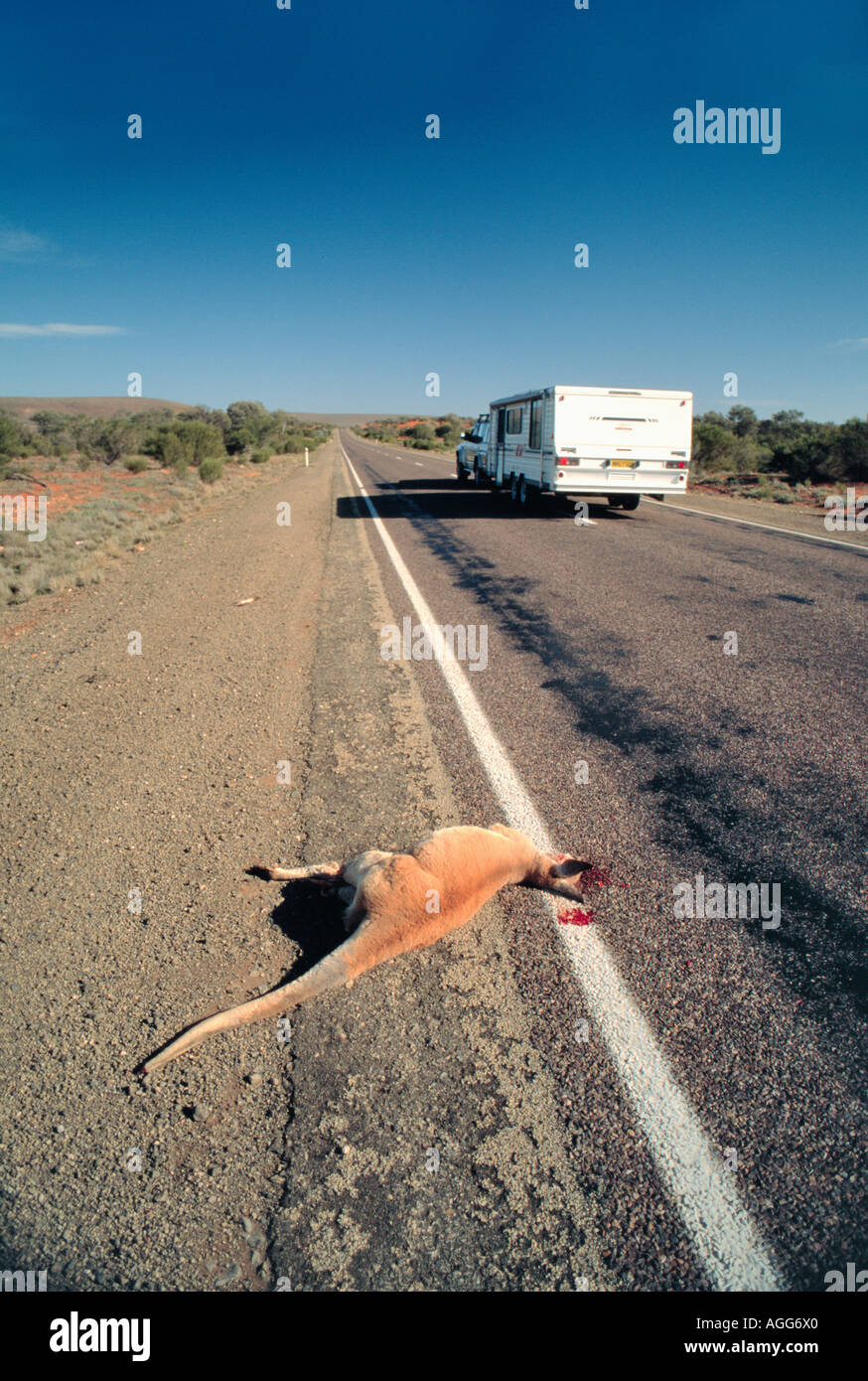 cangaroo roadkill on country road, Northern Territory, Australia Stock Photo