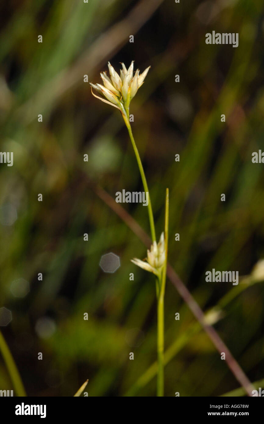 White Beak sedge, rhynchospora alba Stock Photo