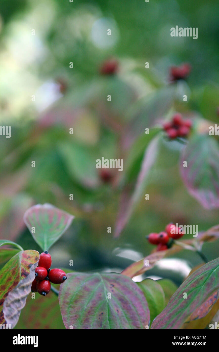 A bushy plant with red streaked green leaves and bright red berries