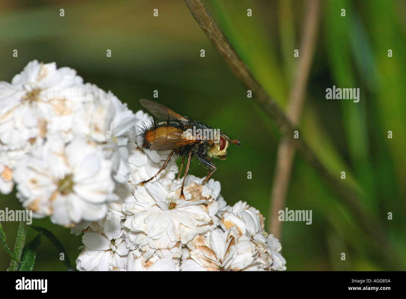Fruit fly on plant Stock Photo Alamy