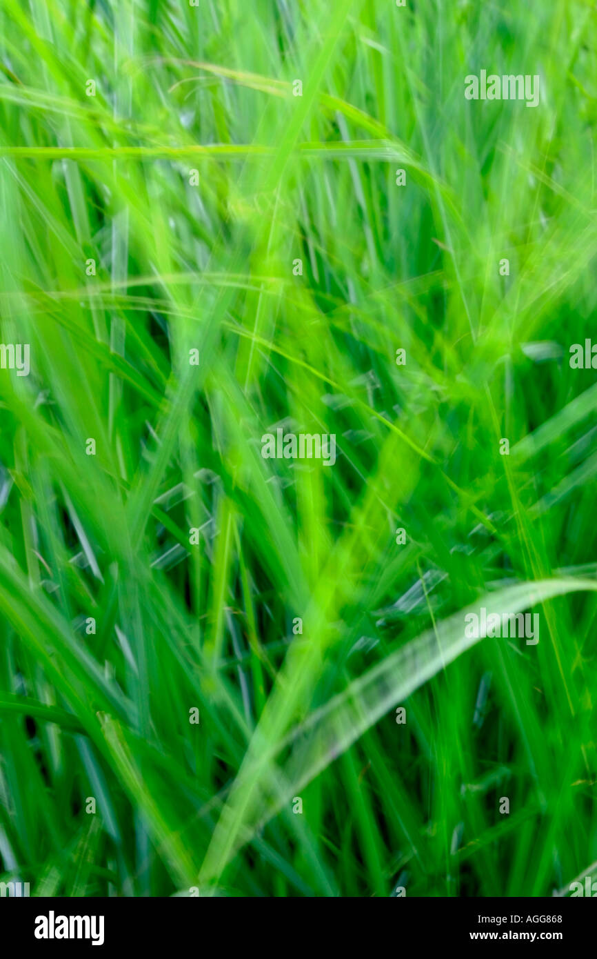 Grass blurred Stock Photo