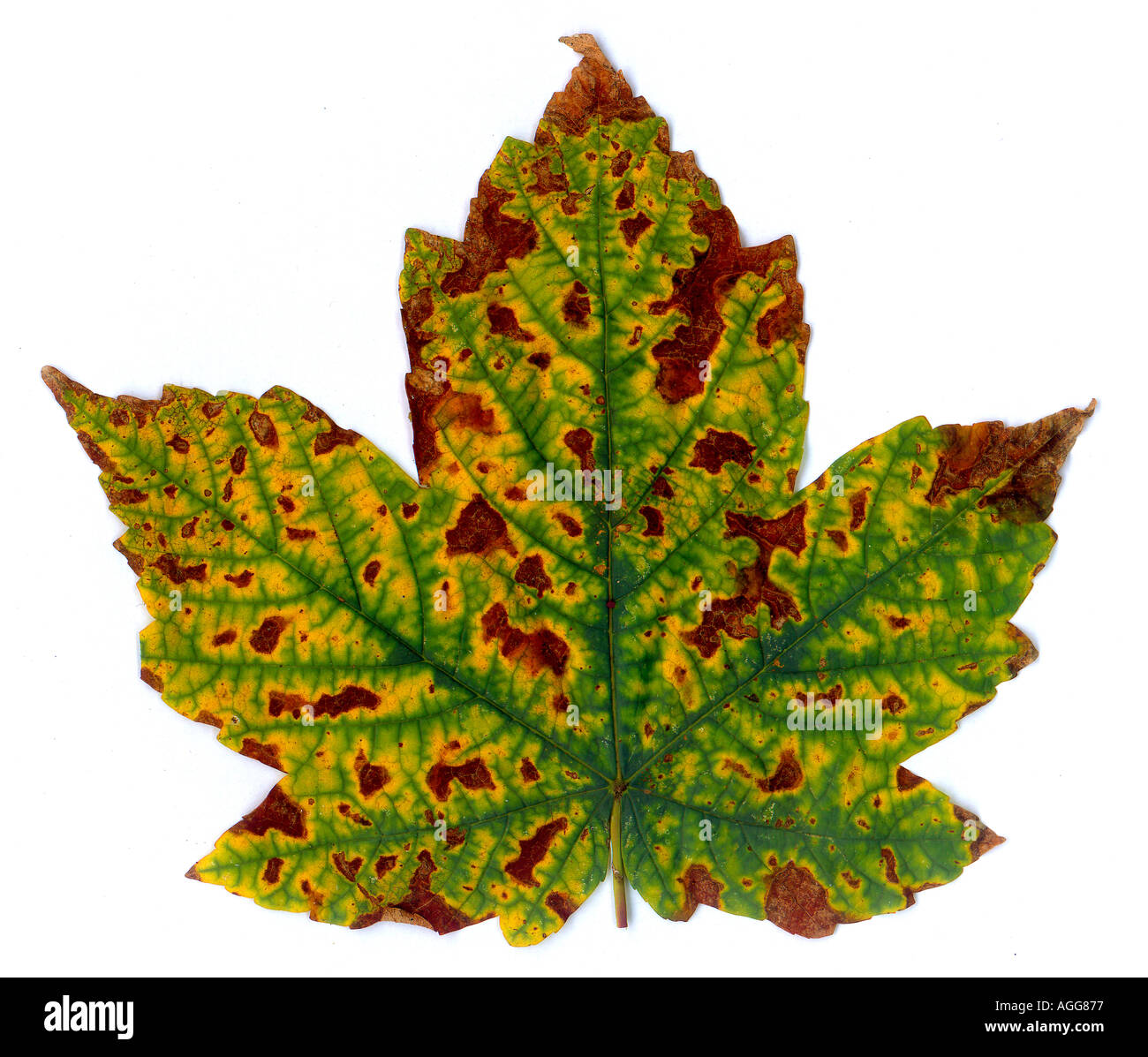Leaf cut out diseased brow spots Stock Photo