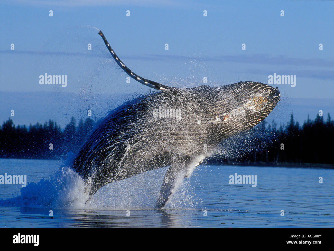 Humpback Whale Breaching in Inside Passage SE AK Summer Stock Photo - Alamy