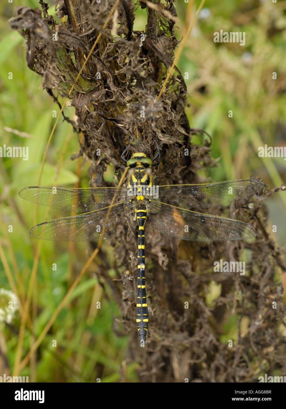Golden ringed dragonfly, Cordulegaster boltonii Stock Photo