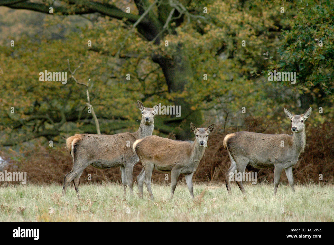 Deer in the windsor great park hi-res stock photography and images - Alamy