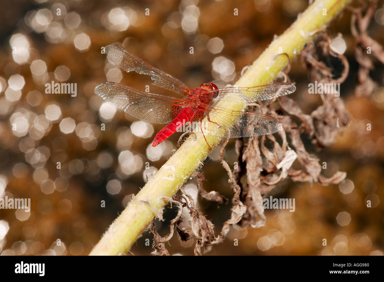 dragonfly odonata anisoptera sympetrumsauguineum Stock Photo - Alamy