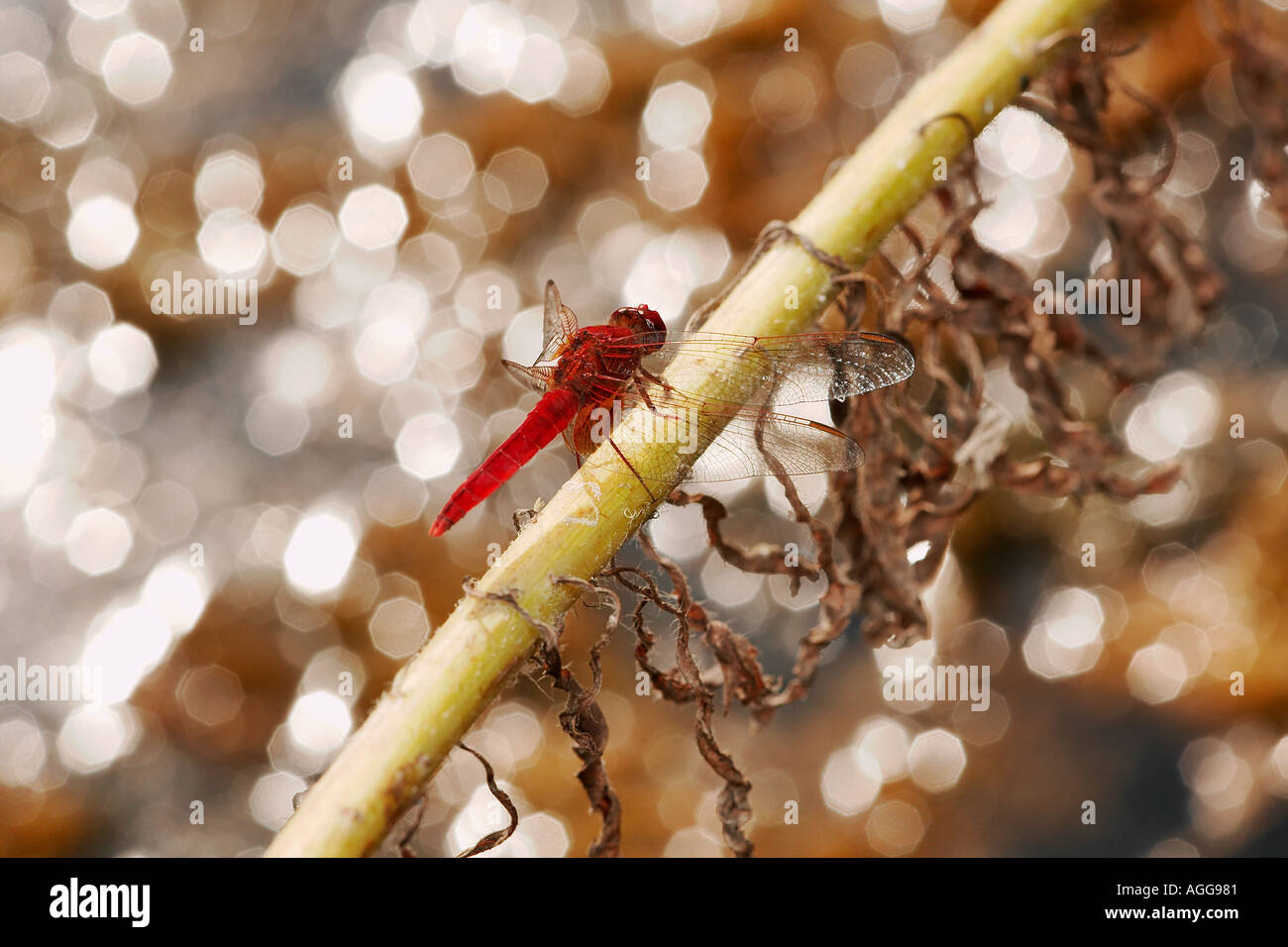 dragonfly odonata anisoptera sympetrumsauguineum Stock Photo - Alamy