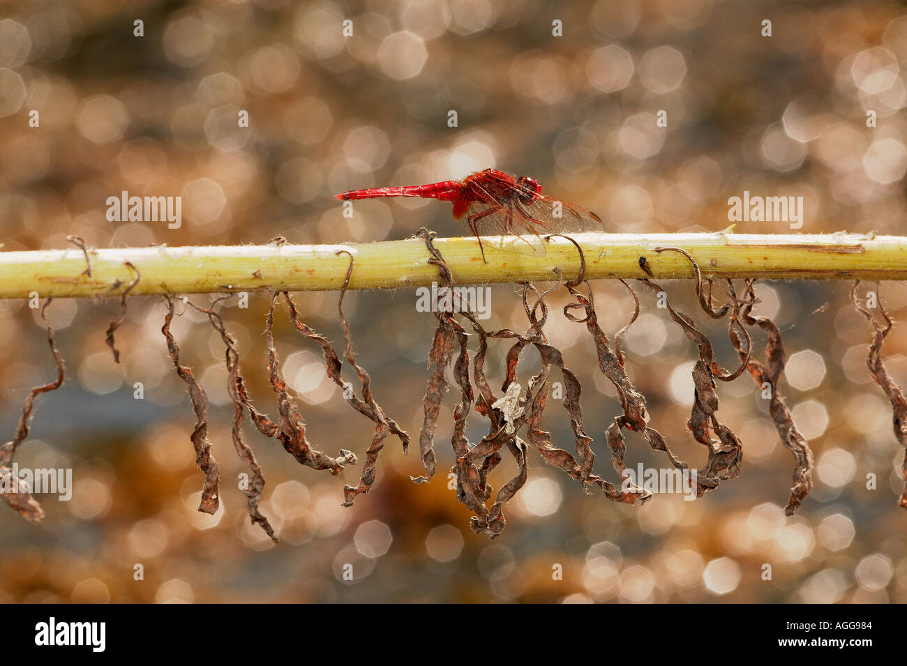 dragonfly odonata anisoptera sympetrumsauguineum Stock Photo - Alamy
