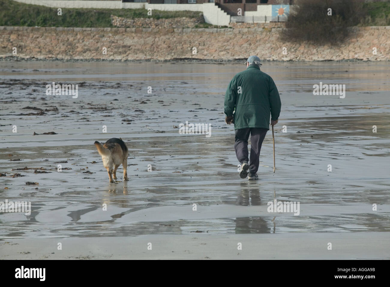 Man walking dog at L Etacq Jersey Channel Islands Stock Photo