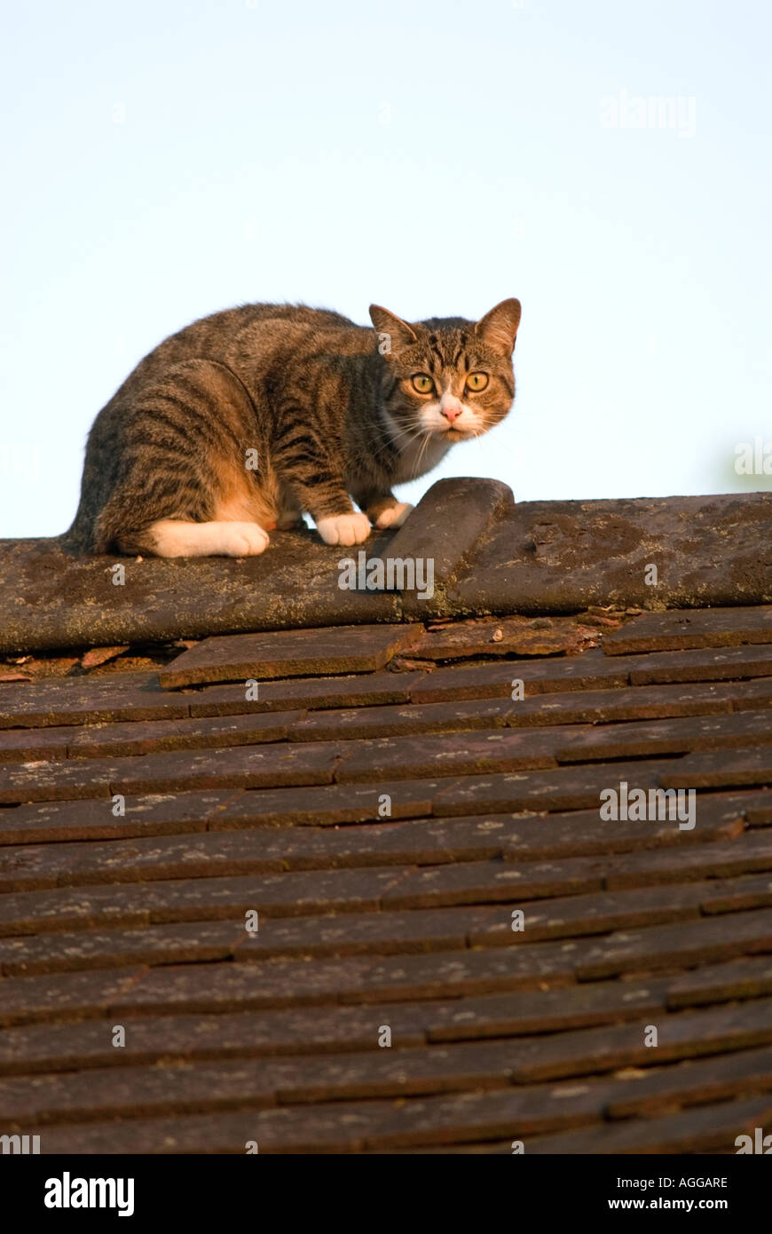Cat on roof hires stock photography and images Alamy