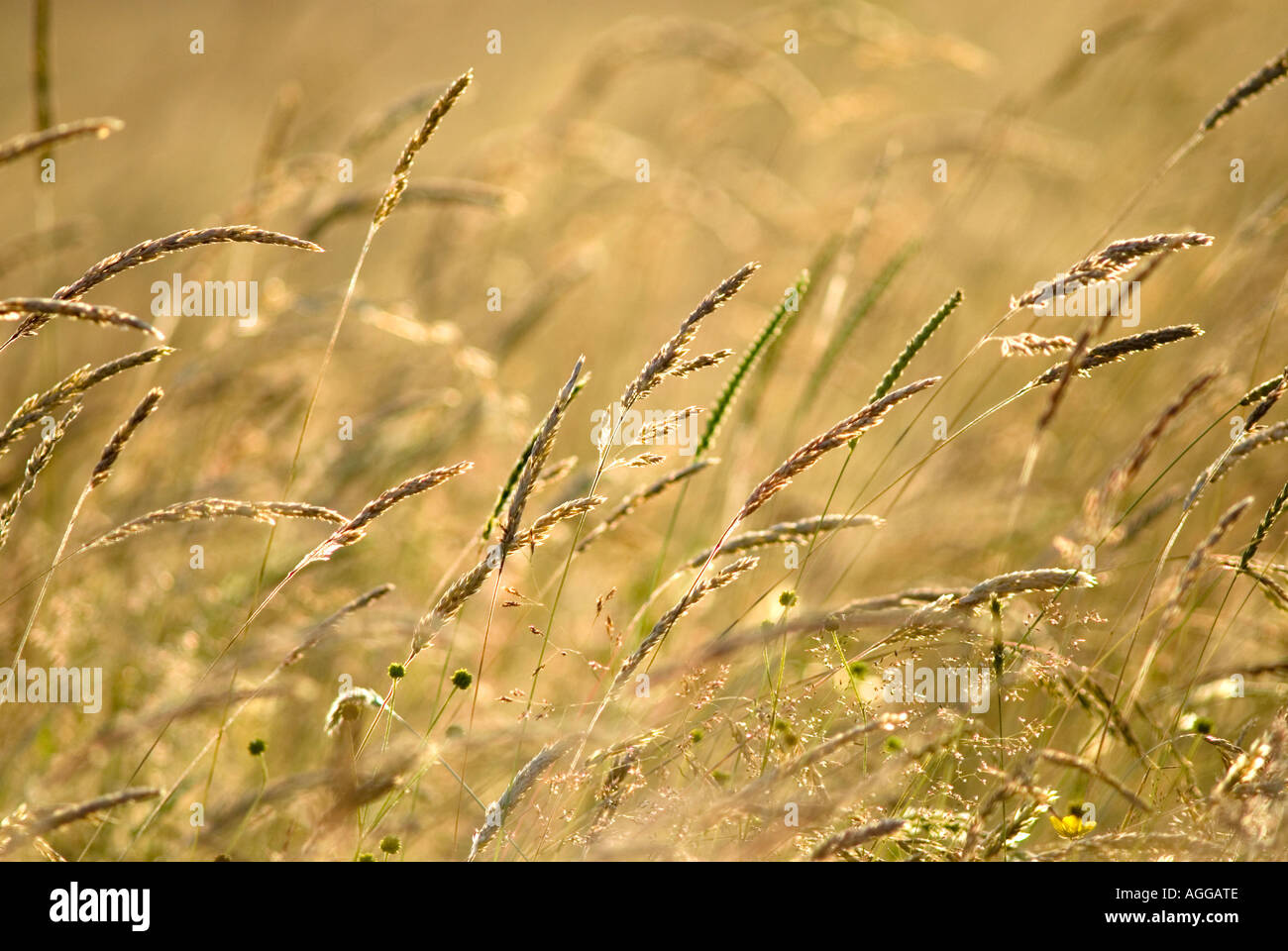 Oldwood common hi-res stock photography and images - Alamy