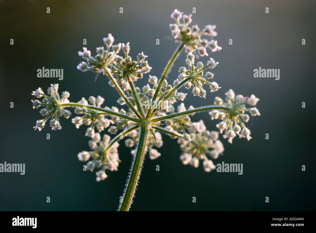 Cow Parsley on Oldwood Common Worcestershire Stock Photo