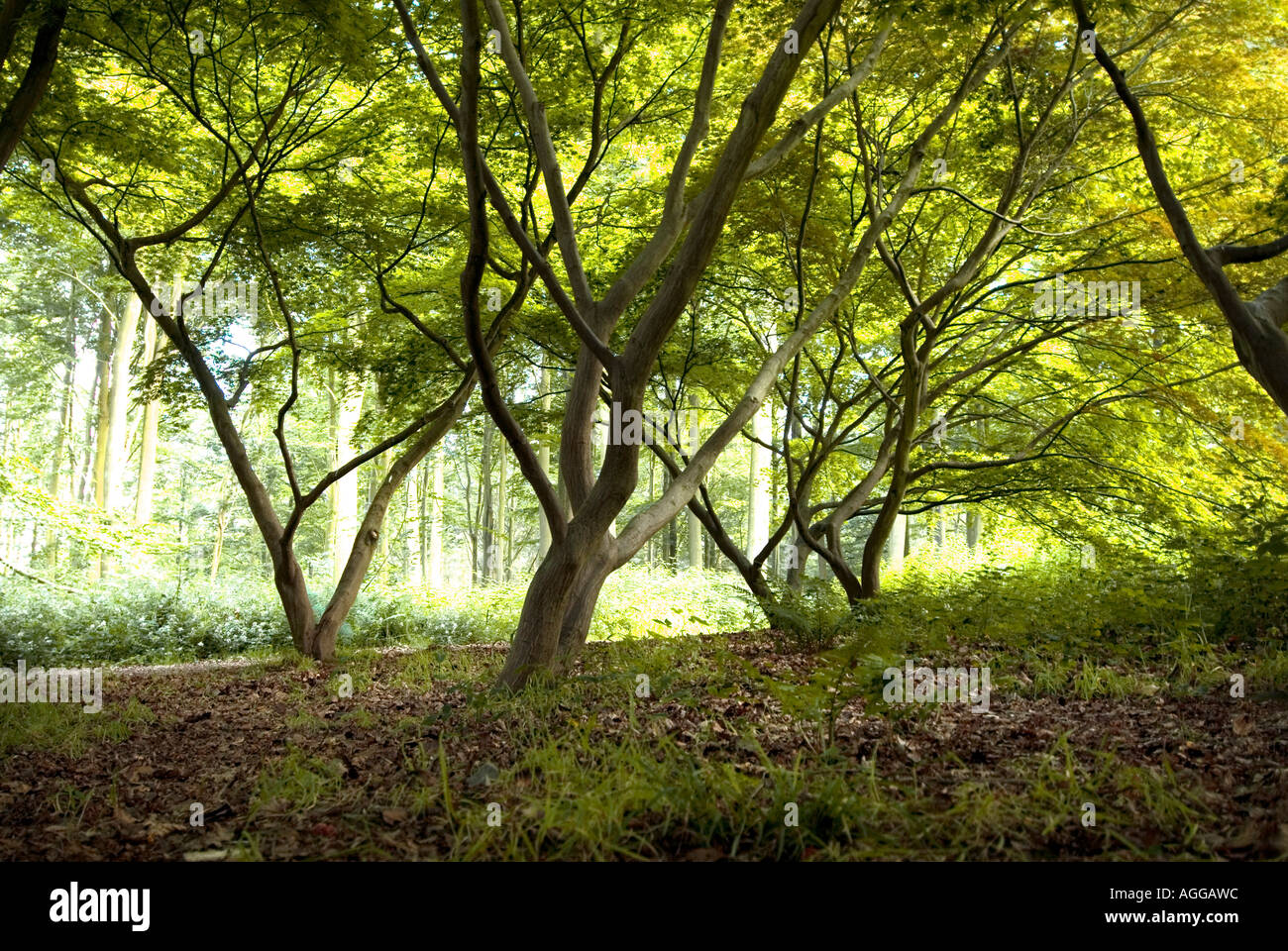 Japanese maple canopy hi-res stock photography and images - Alamy