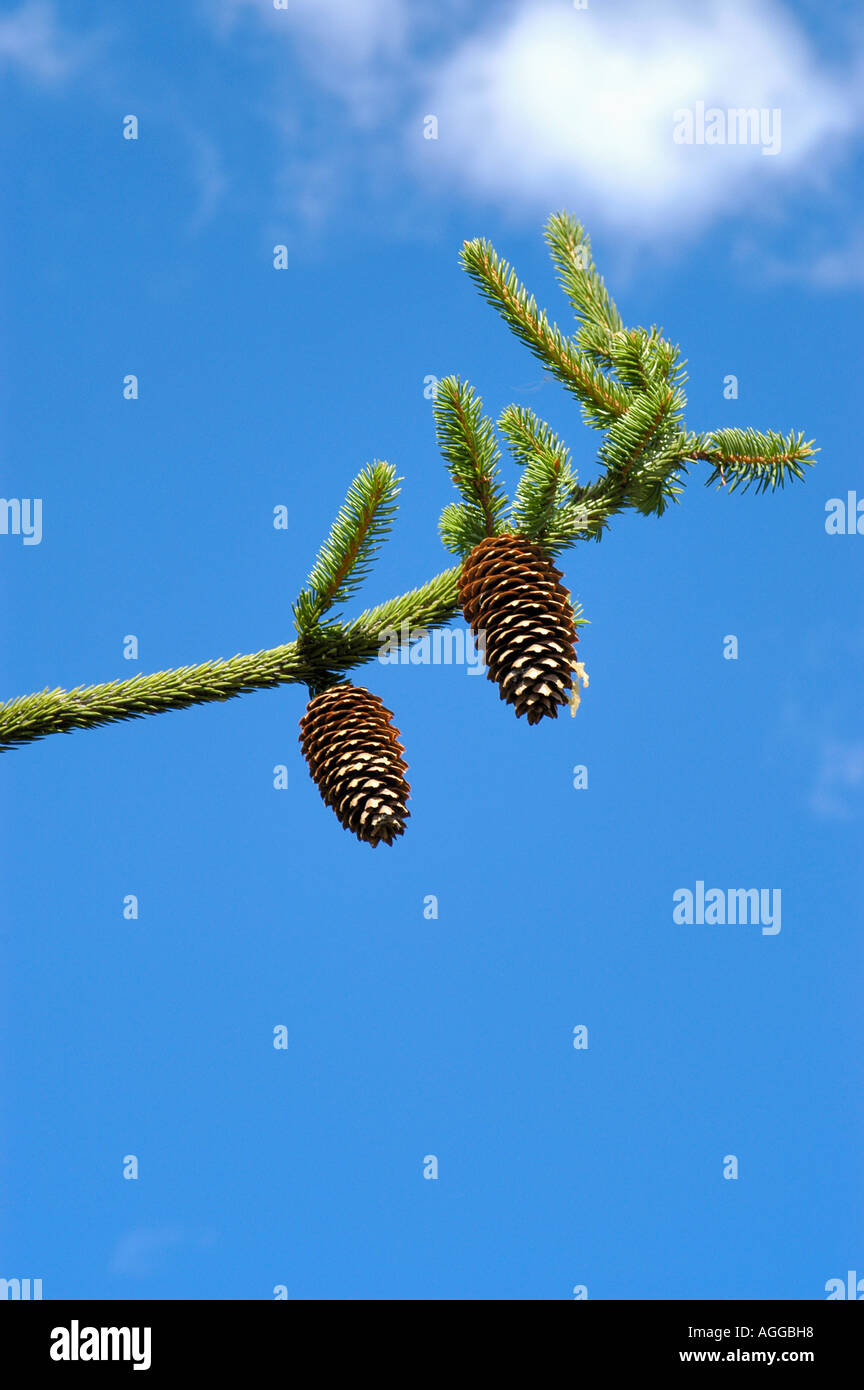genmodified or genetically engineered spruce Stock Photo