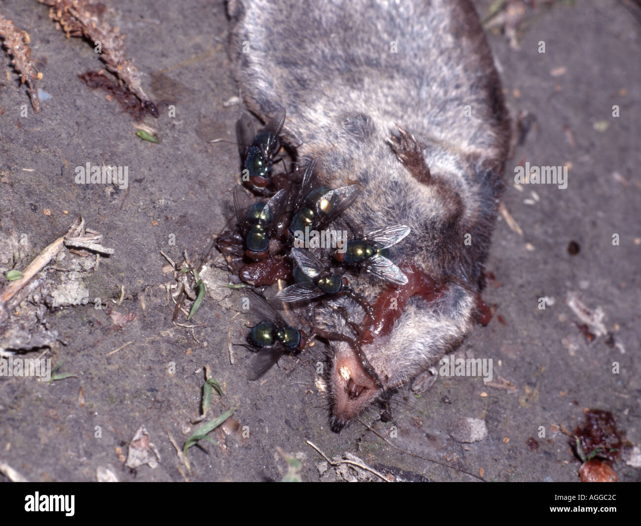 Greenbottle Flies (Lucilia caesar) on dead Shrew Stock Photo