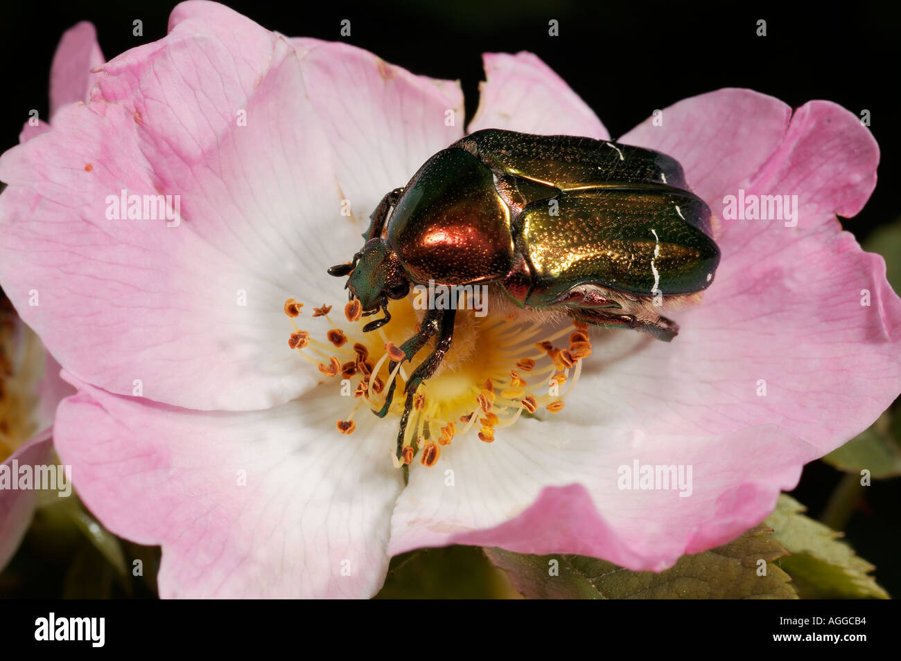 beetles coleoptera rose chafer cetonia aurata Stock Photo - Alamy