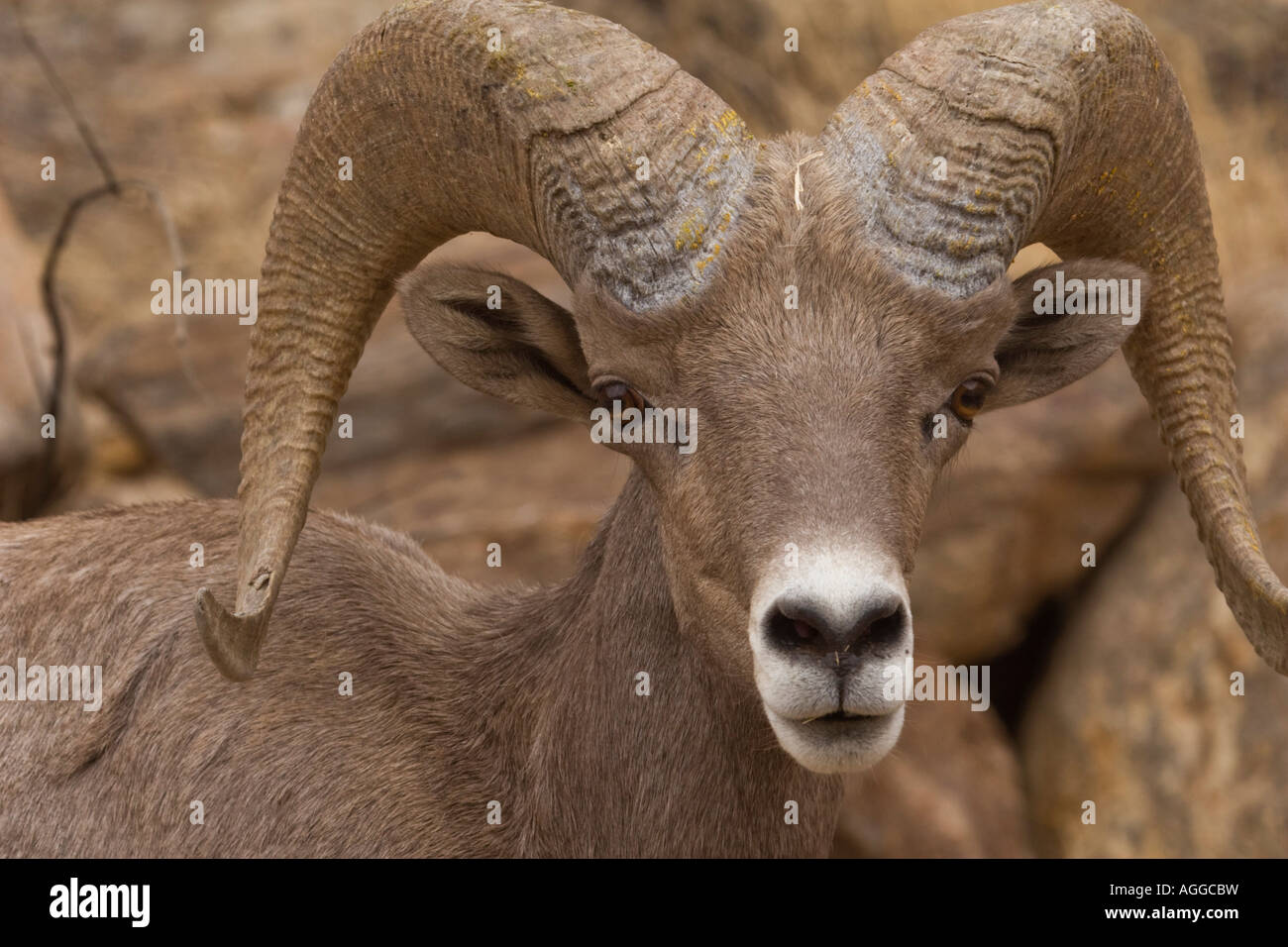 Portrait of an Endangered Peninsular Bighorn Ram Stock Photo - Alamy