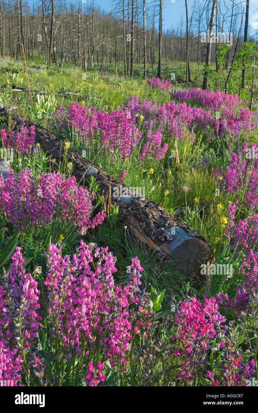 Acres of wildflowers hi-res stock photography and images - Alamy