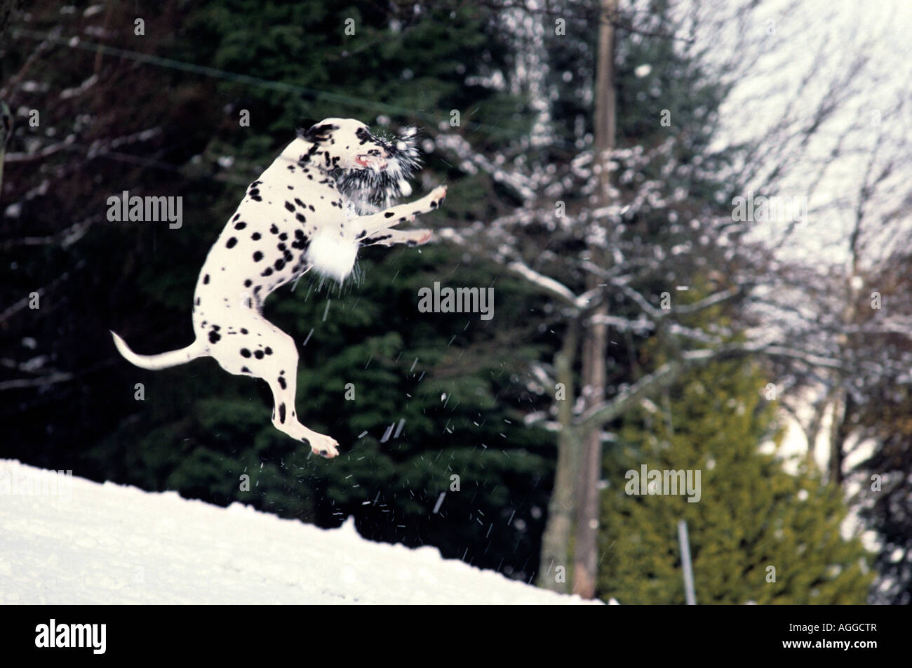 Dalmatian dog catching snowball Burnaby Mountain Park Burnaby British