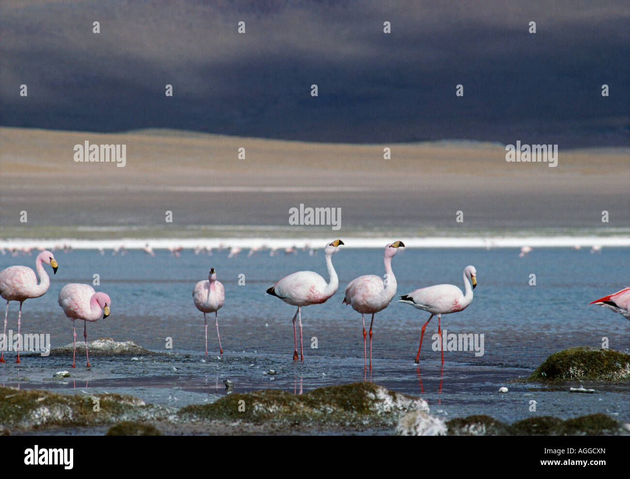 Bolivia, Uyuni, Flock of flamingos Stock Photo