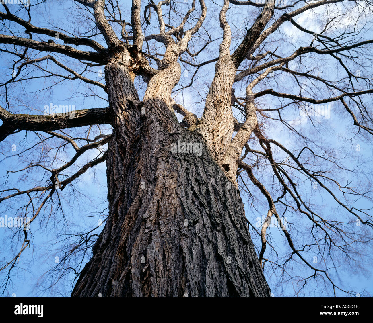 American Elm Tree Stock Photos And American Elm Tree Stock Images Alamy
