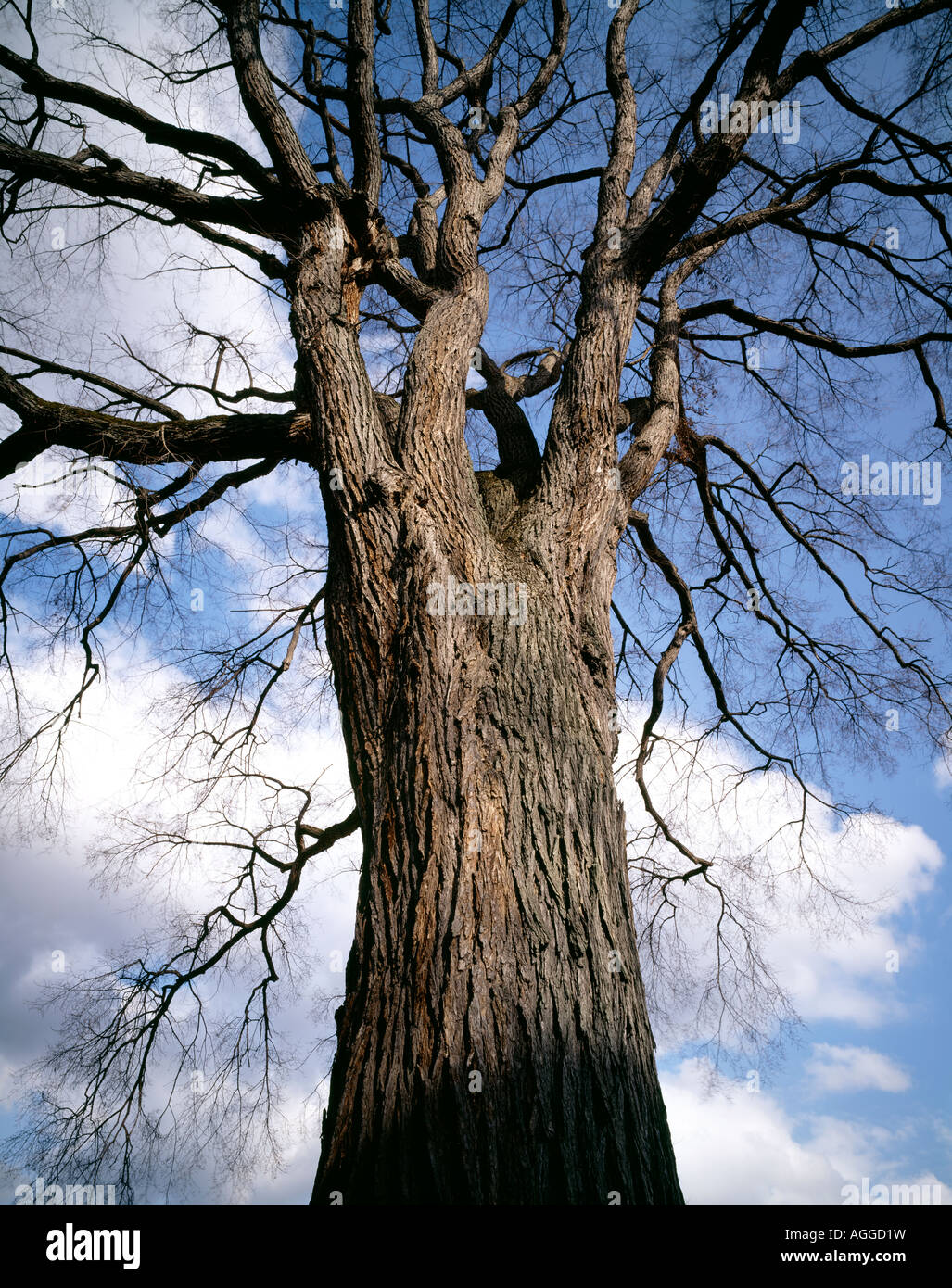 Historic American Elm Tree Planted 1700'S, Wellsboro, Tioga County