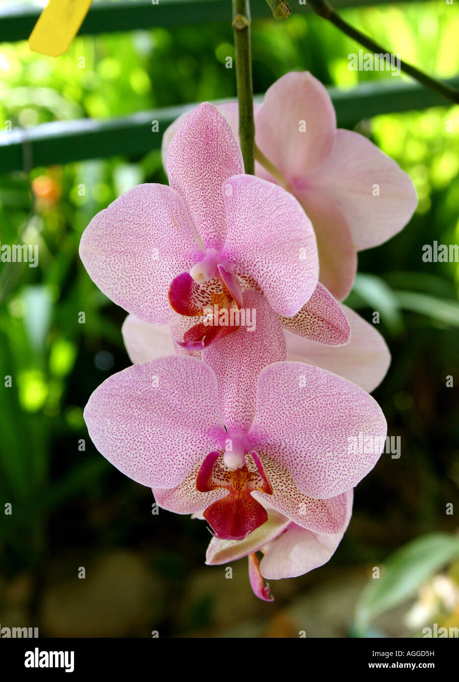 Phalaenopsis orchids of dotted pink type Stock Photo