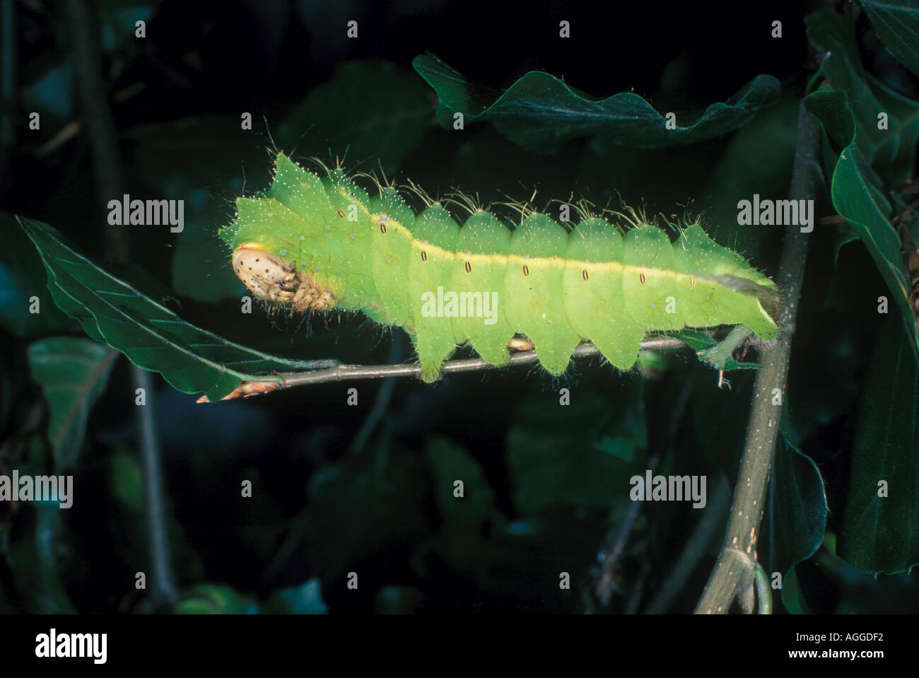Chinese Oak Silk Moth Caterpillar Stock Photo Alamy chinese-oak-silk-moth-caterpillar-stock-photo-alamy