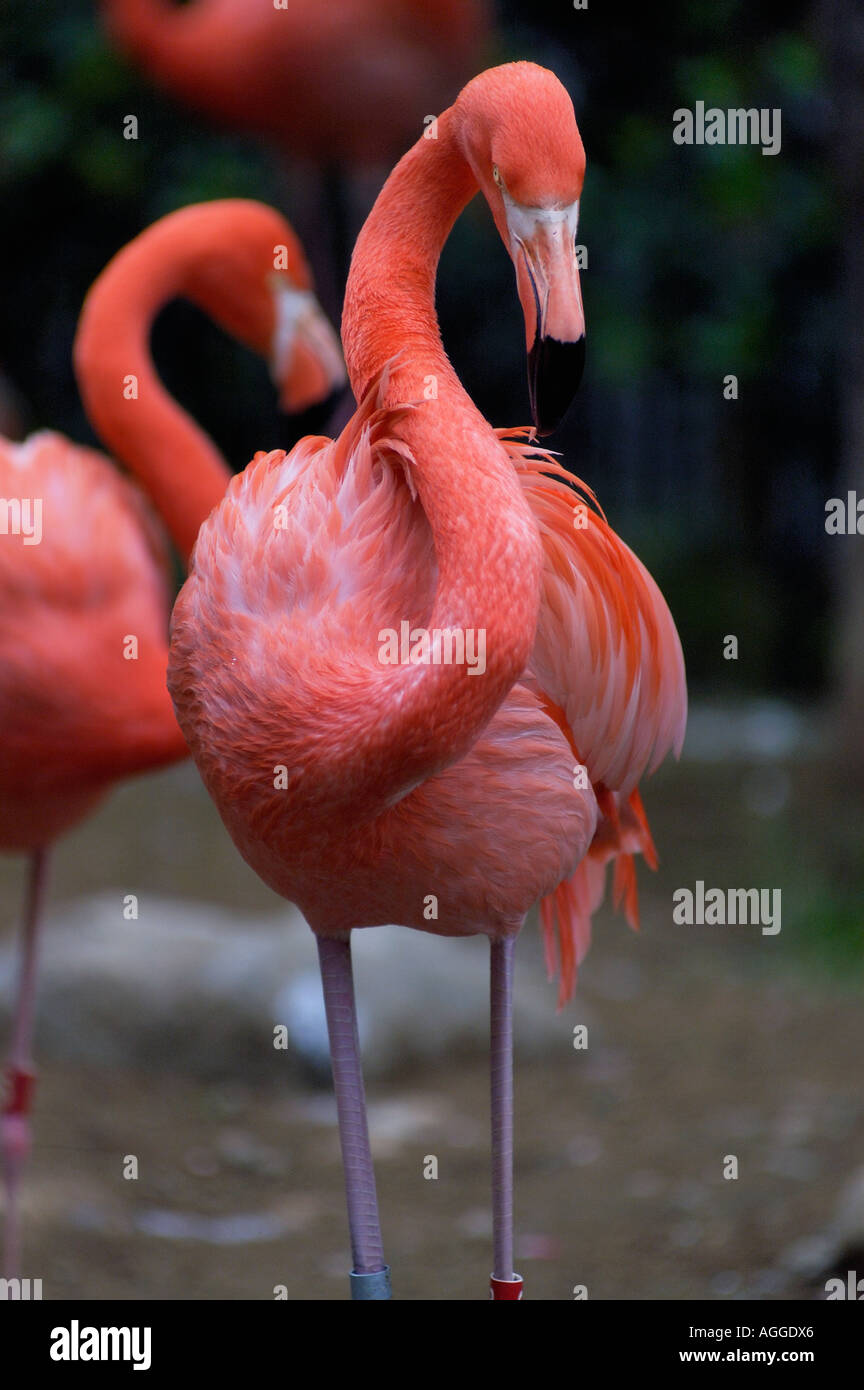 flamingo, Ueno Zoo, Tokyo, Japan Stock Photo - Alamy