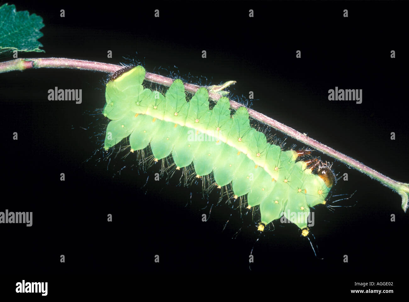 Chinese Oak Silk Moth Caterpillar Stock Photo Alamy chinese-oak-silk-moth-caterpillar-stock-photo-alamy
