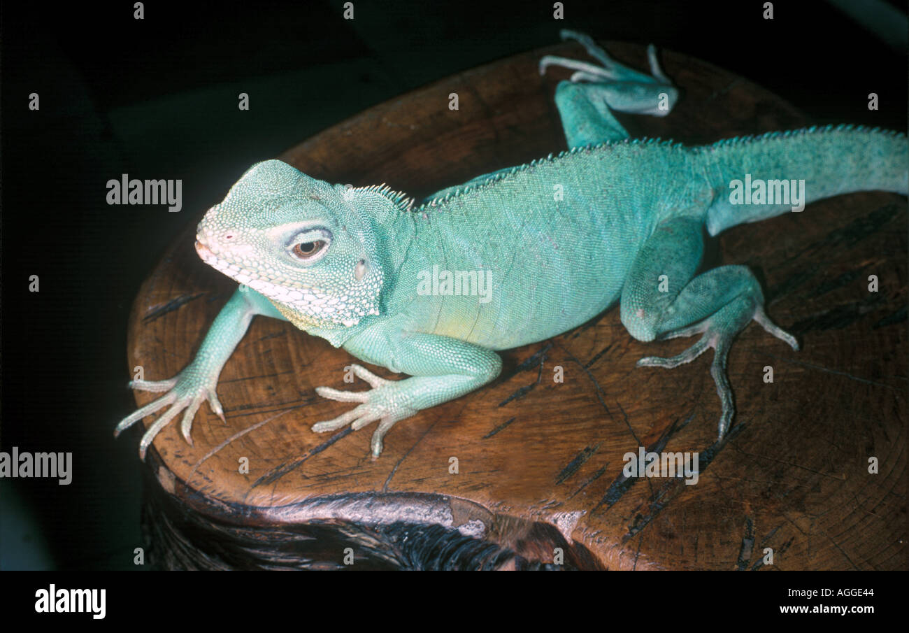 Chinese water dragon Stock Photo