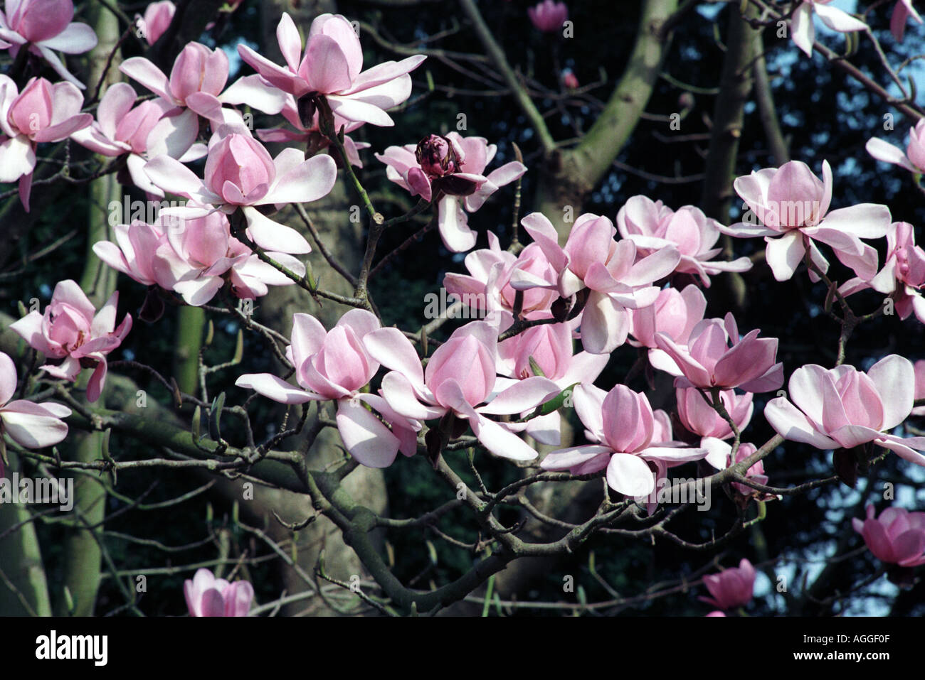 magnolia blossom Stock Photo