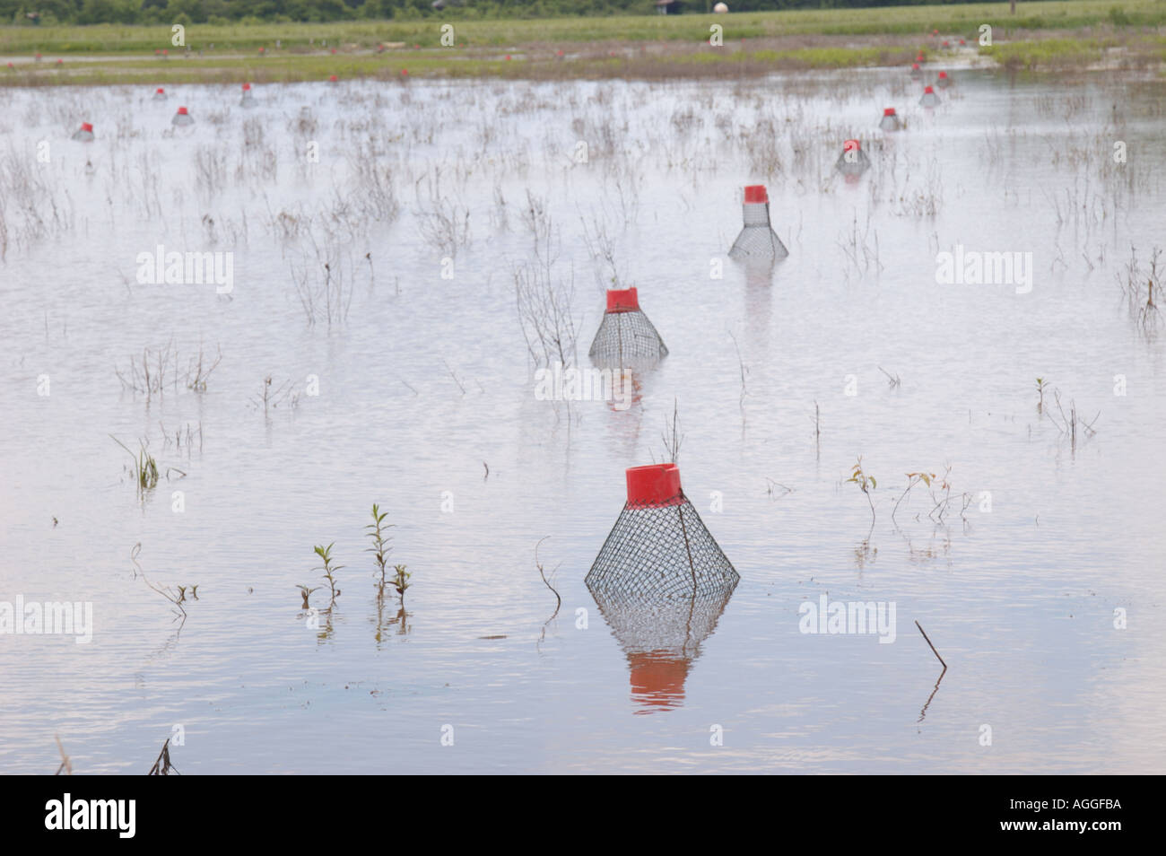 Crawfish traps in a flooded field in Louisiana Crawfish raising is